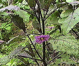 Pianta di melanzana