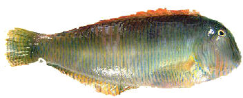 Surici - Xyrichthys novacula