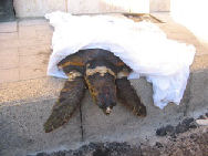 L'esemplare Caretta Caretta ferita e tratta in salvo al largo di Tropea