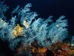 Corallo nero