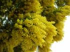 Mimosa